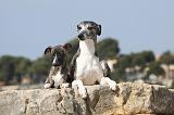 WHIPPET 272